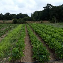 Légumes de la Cantinière #5