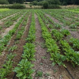 Légumes de la Cantinière #4