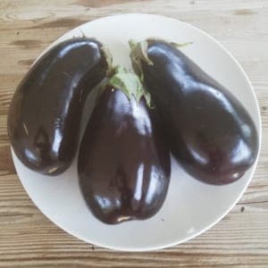 Aubergine Shakira