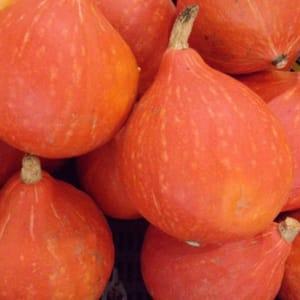 Courge Potimarron
