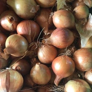 OIGNONS