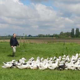 Les canards de la lys #2