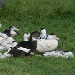 Les canards de la lys #3