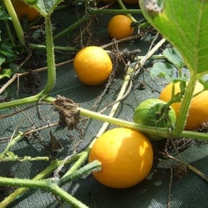 Pomme d'or