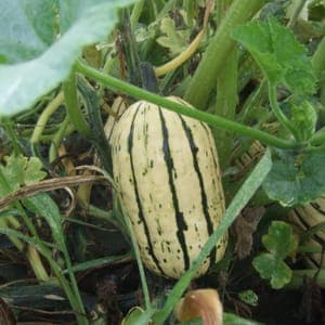 Délicata