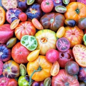 Tomate Ancienne mélange (Lourdes)