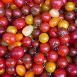 Tomate Cerise / Cocktail (Lourdes)