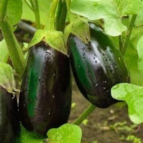 Aubergines