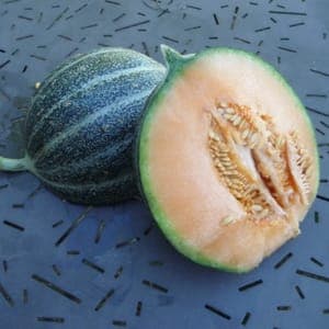 Melon Petit Gris de Rennes