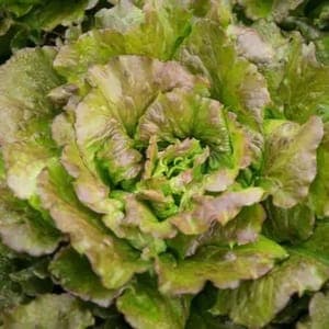 salade