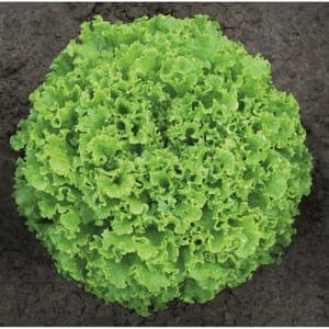 salade