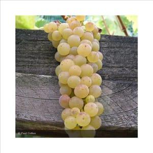Raisin blanc amandin