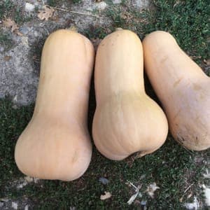 butternut (commande à la pièce, paiement au kilo)