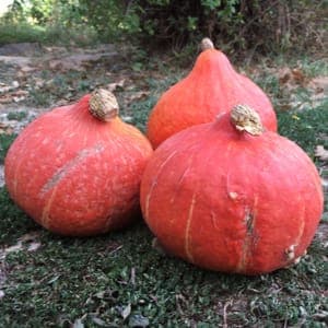 potimarron rouge (commande à la pièce, paiement au kg)