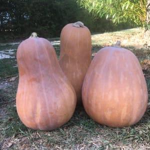 courge sucrine du Berry (commande à la pièce, paiement au kg)