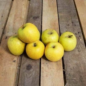 pommes opal bio caisse de 10kg