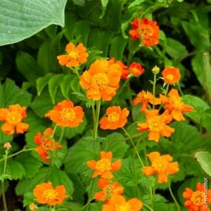 Plant de fleur vivace - BENOITE ORANGE