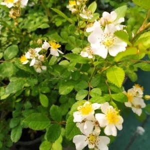 Plant de fleur vivace - ROSIER ROSA MULTIFLORA