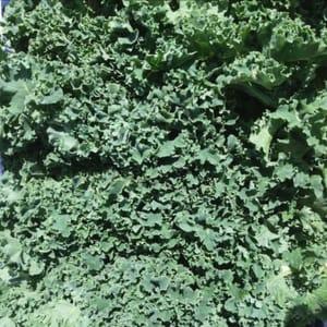 Chou Kale botte 250g