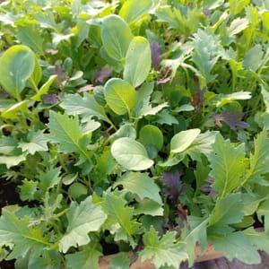 Mélange jeunes pousses Le Potager du Coin