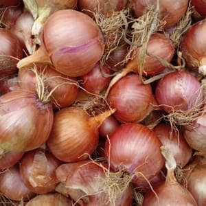 Oignons rouge