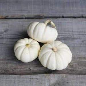 Patisson Blanc