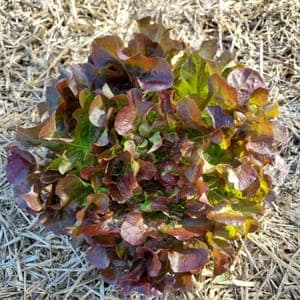 Salade feuille de chêne rouge