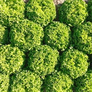 Salade