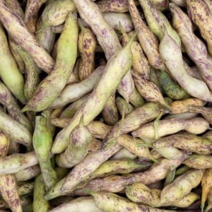 Haricots à gros grain à écosser (Pactol)