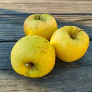 pommes Sirius,  bio caisse de 10kg