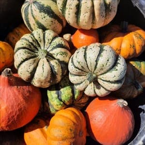 Courges mini en mélange