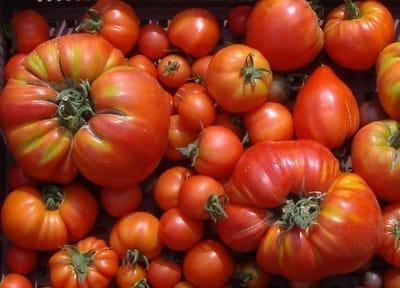 Tomates anciennes