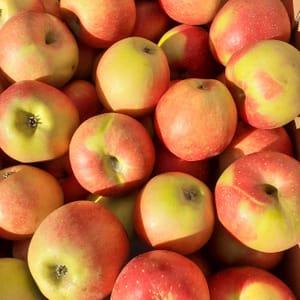 pomme