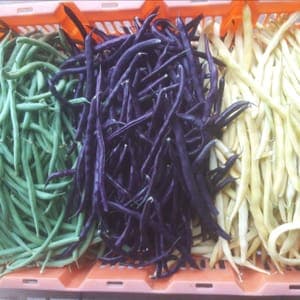 haricot vert