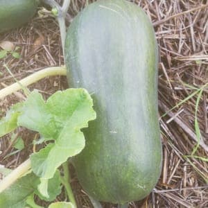 Courge Sucrine du Berry