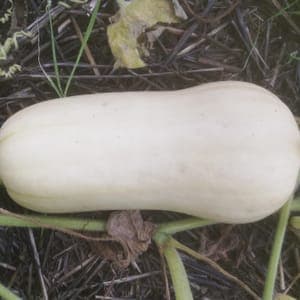 Courge Butternut Havana