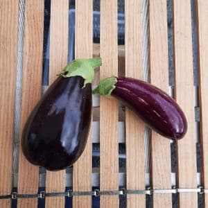 Aubergine