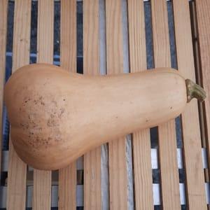 Courge Butternut