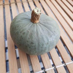 Courge bleue