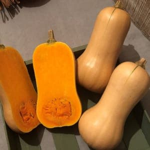 COURGE BUTTERNUT