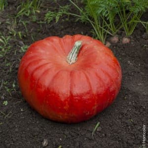 courge potiron rouge vif d'étampes (1part)