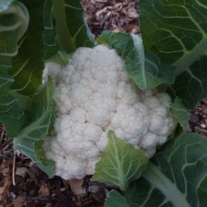 chou fleur (blanc, vert ou romanesco selon période)