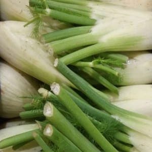 Fenouil