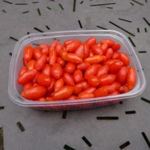 Baies de Goji