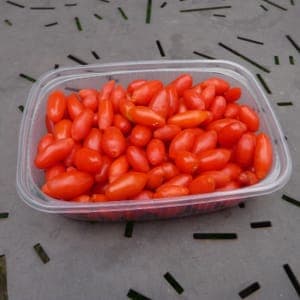 Baies de Goji