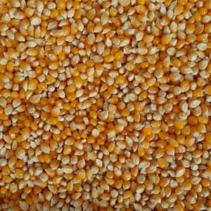 maïs popcorn