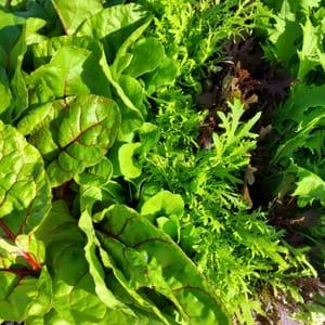 Jeunes pousses - Mesclun sans roquette