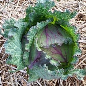 Chou pomme frisé violet