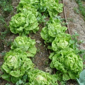 Salade