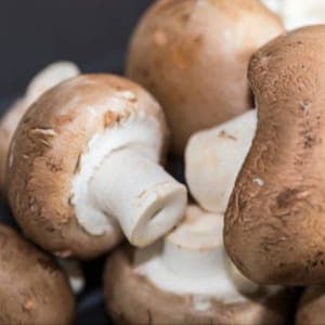 Champignon brun de Paris AB